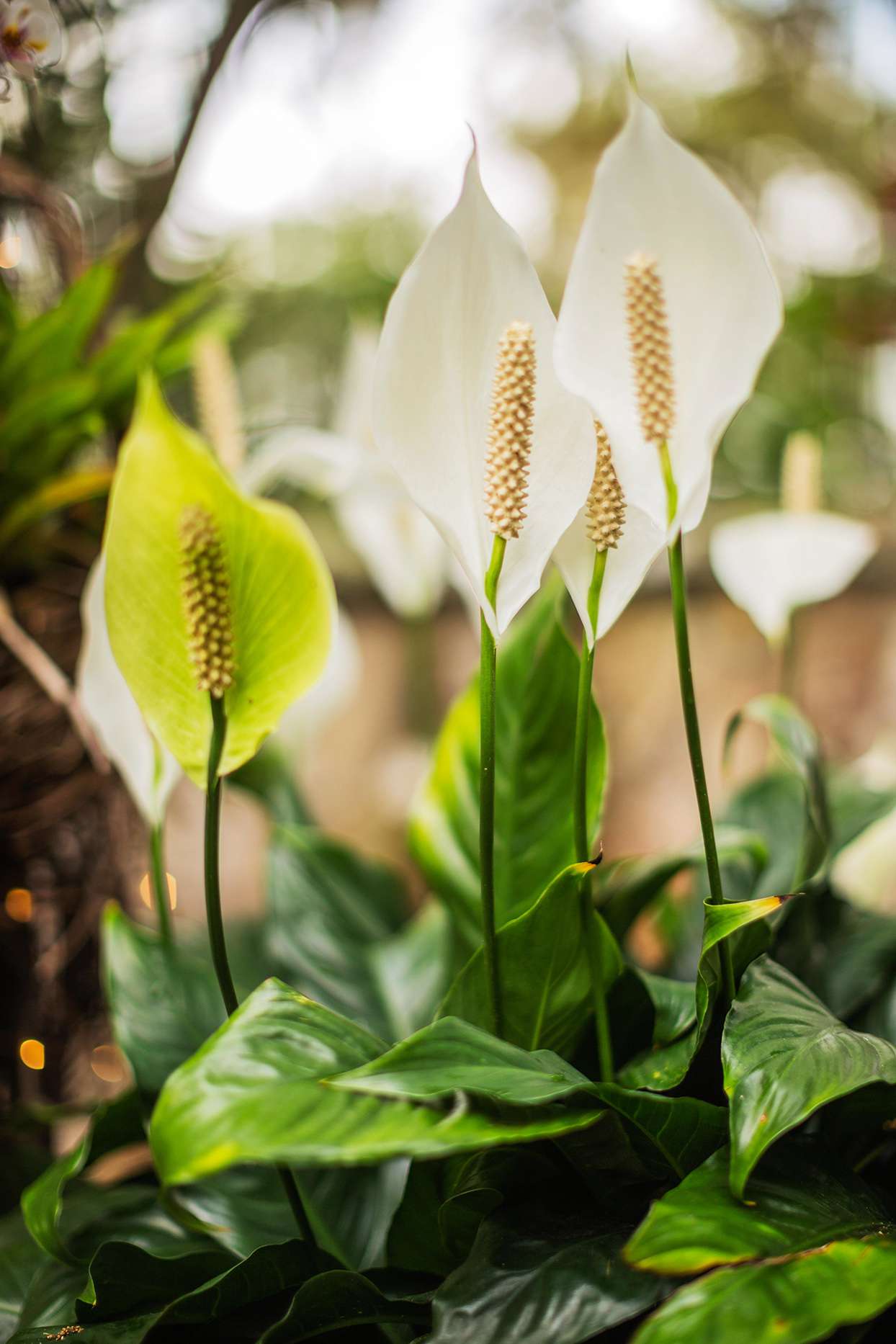 Outdoor Peace Lily