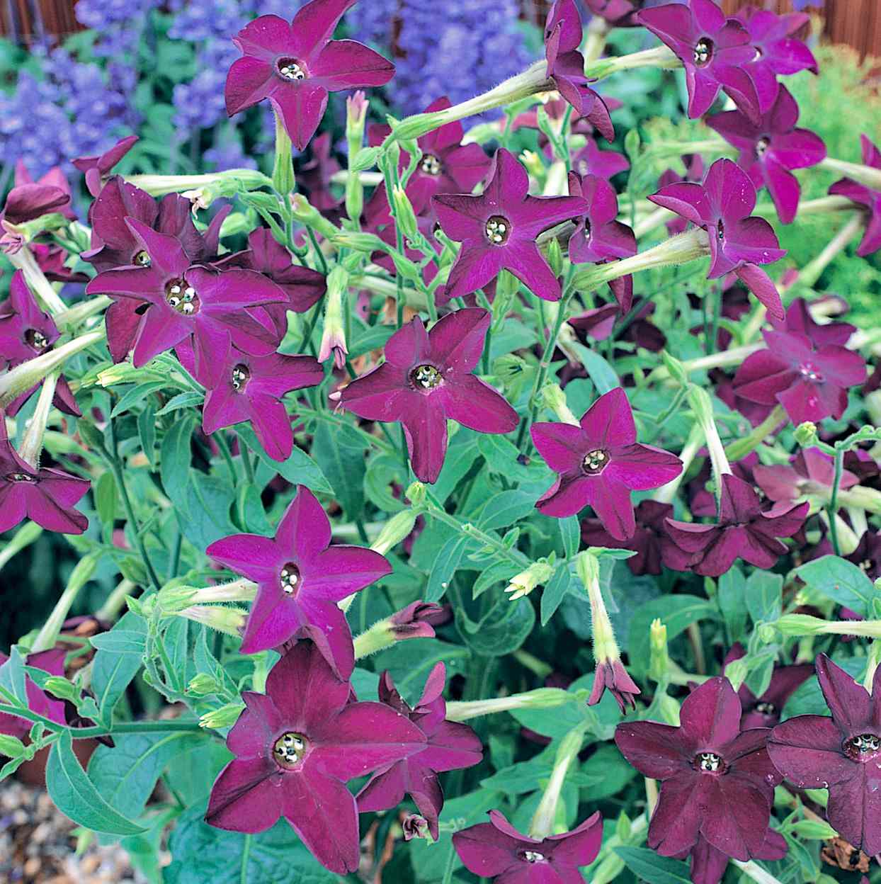 'Perfume Deep Purple' flowering tobacco