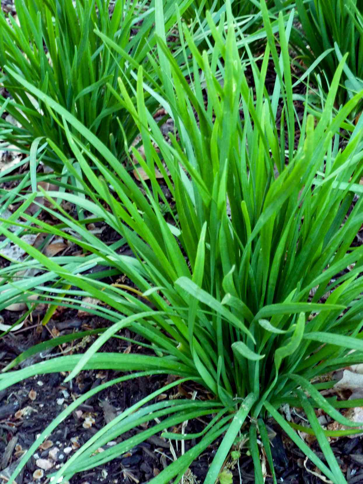 garlic chives Allium tuberosum