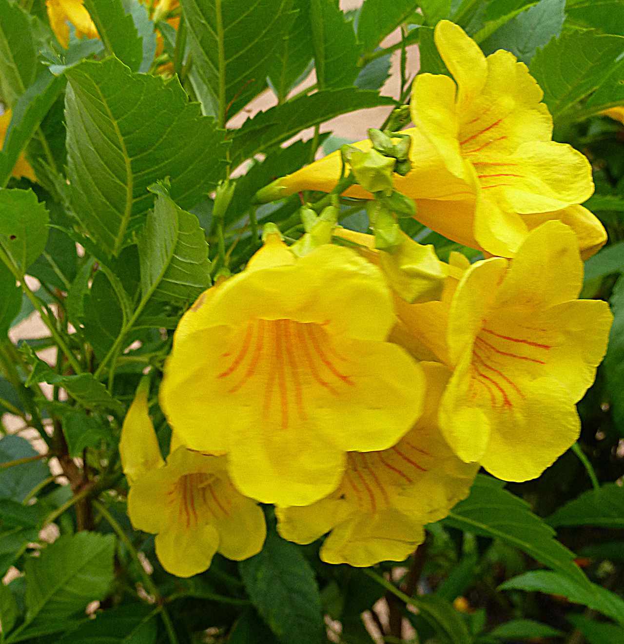 yellow bells tecoma stans bloom