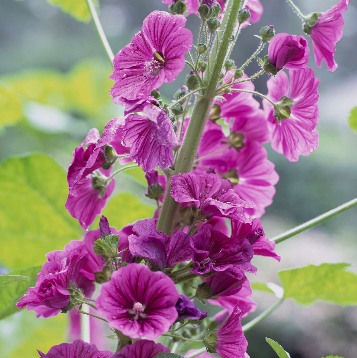 purple malva flowers