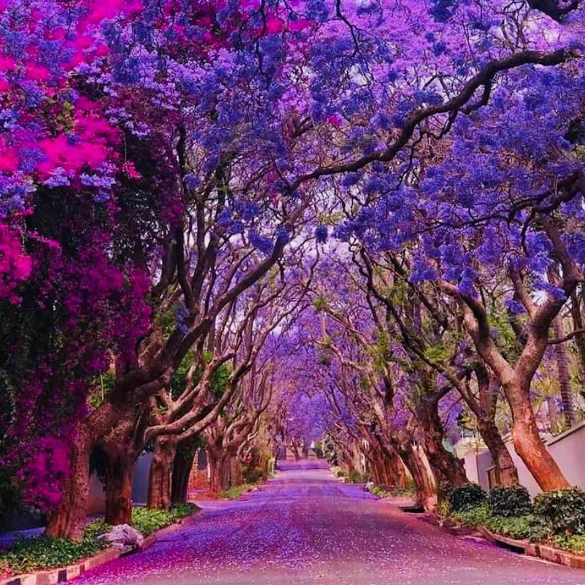 Jacaranda Trees Are Blooming Right Now—See the Stunning Photos ...