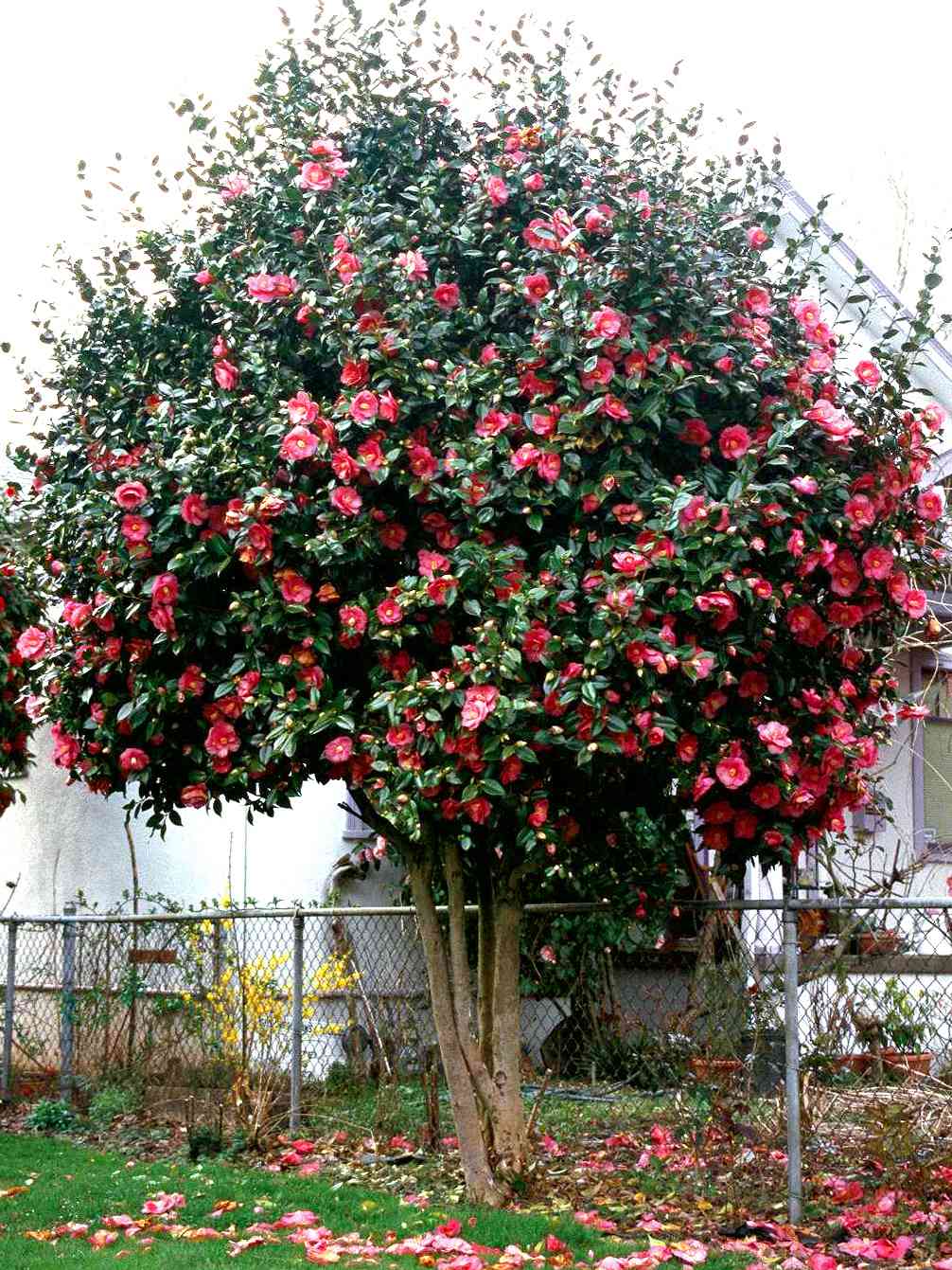 Camellia japonica 'Kramer's Supreme' with pink blooms