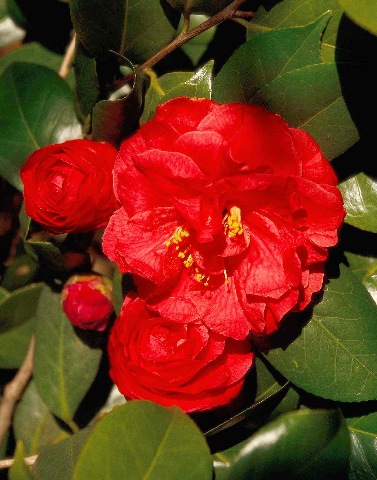 Camellia japonica 'Granada' with red blooms