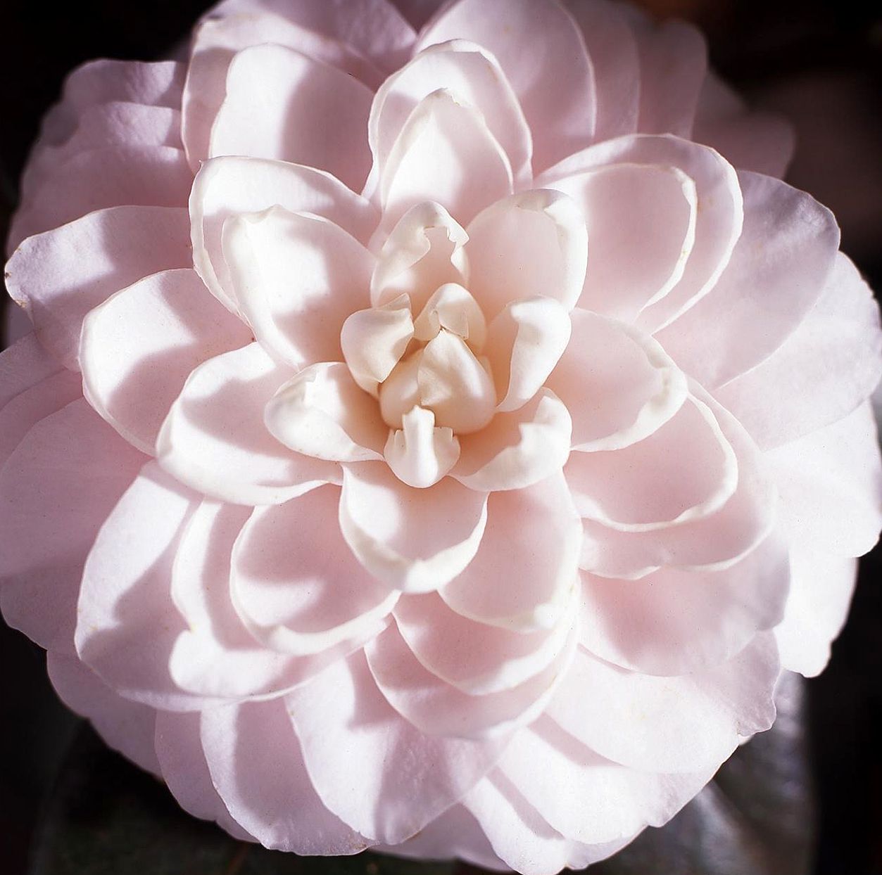 Camellia japonica 'Helen's Ballerina' with white blooms