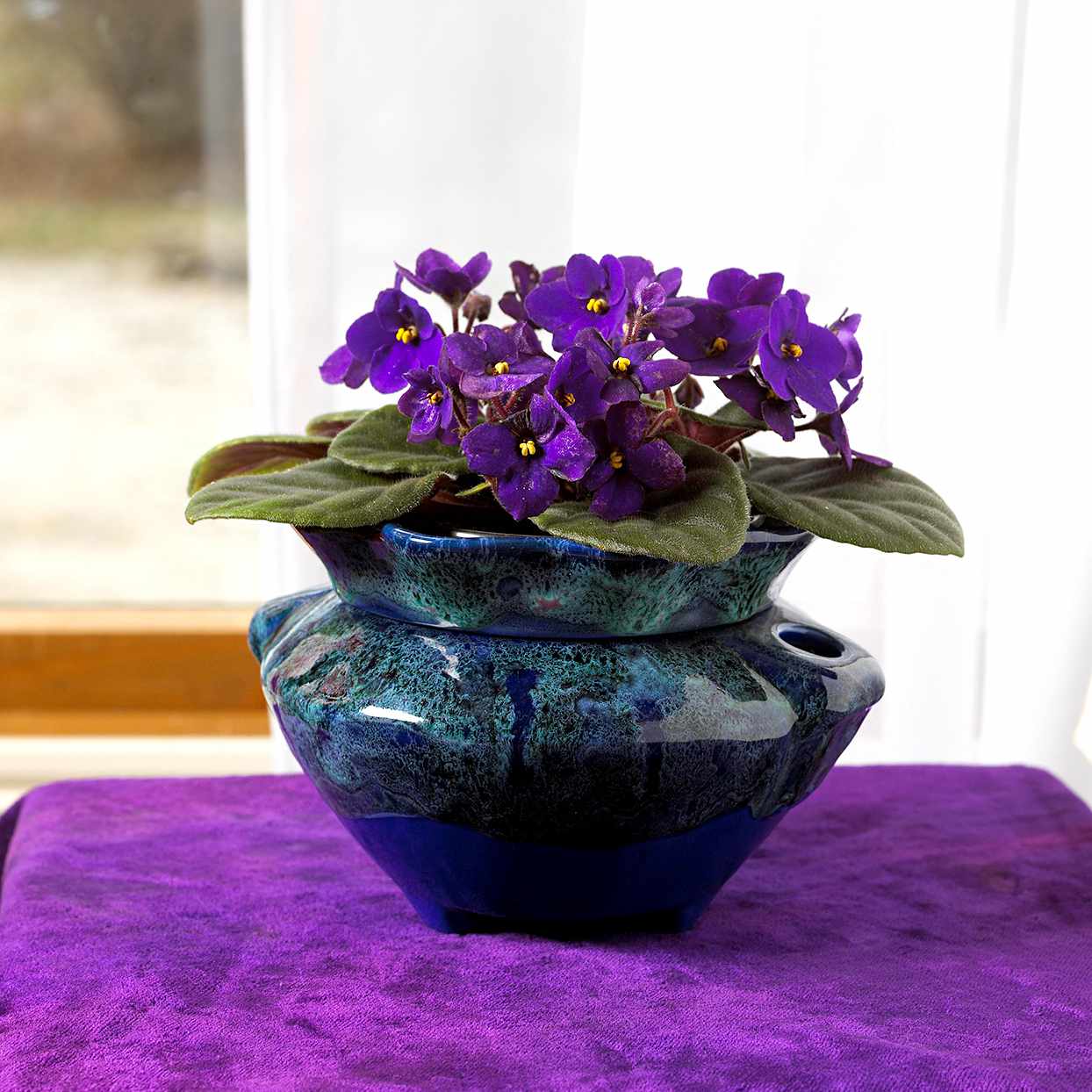 Vermont African violet