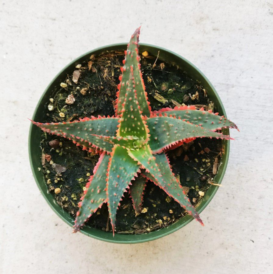 green and red succulent in pot