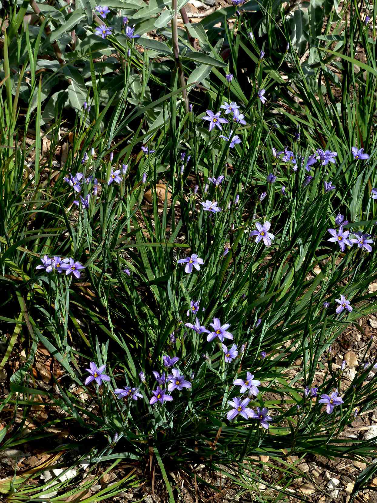 Sisyrinchium bellum, blue-eyed grass