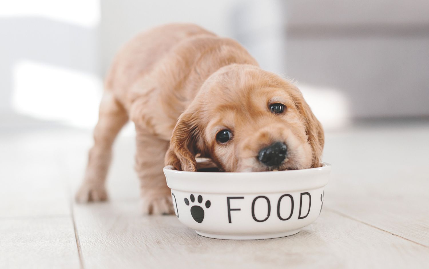 Cocker Spaniel puppy eating dog food from a bowl