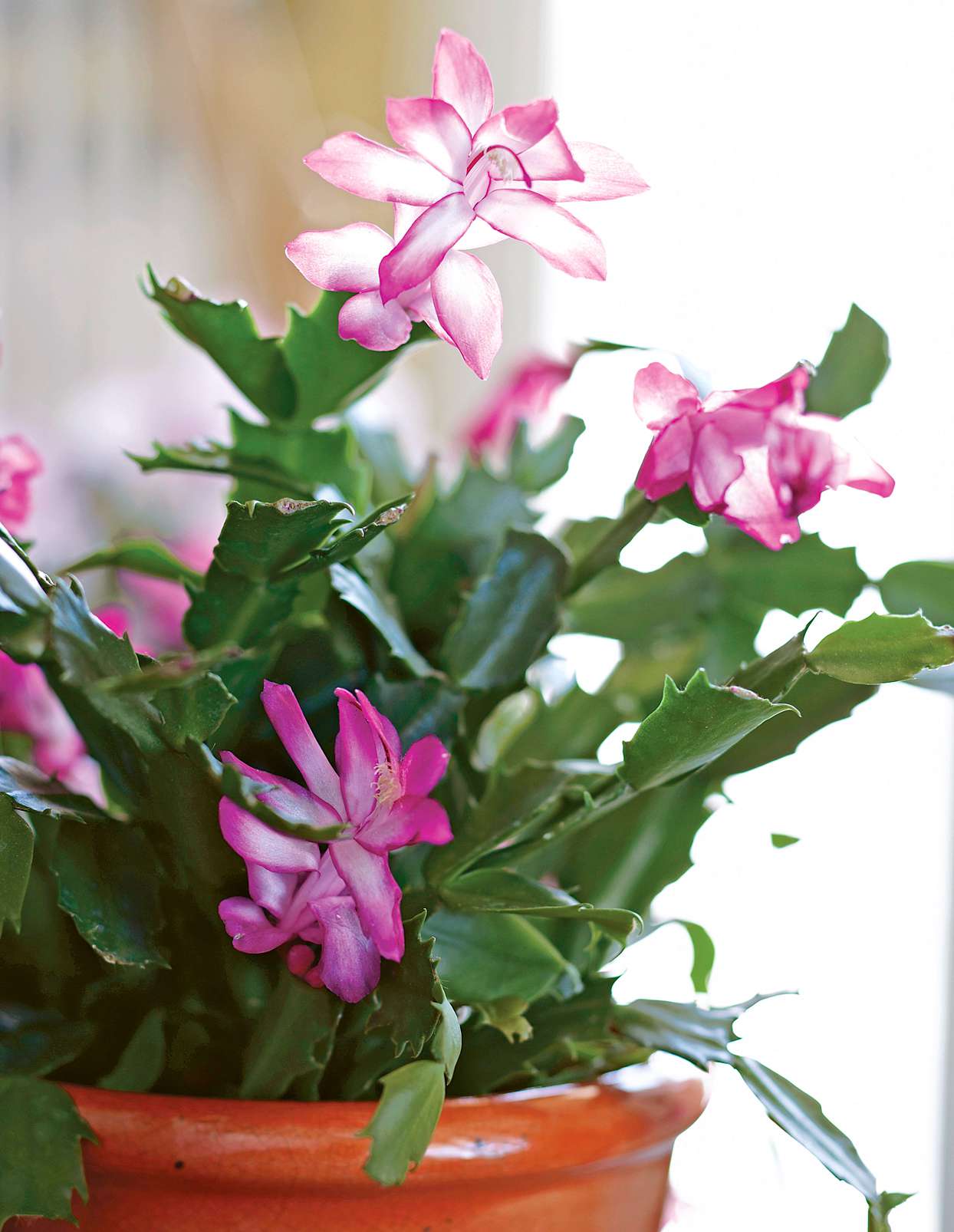 'Madame Butterfly' Christmas cactus