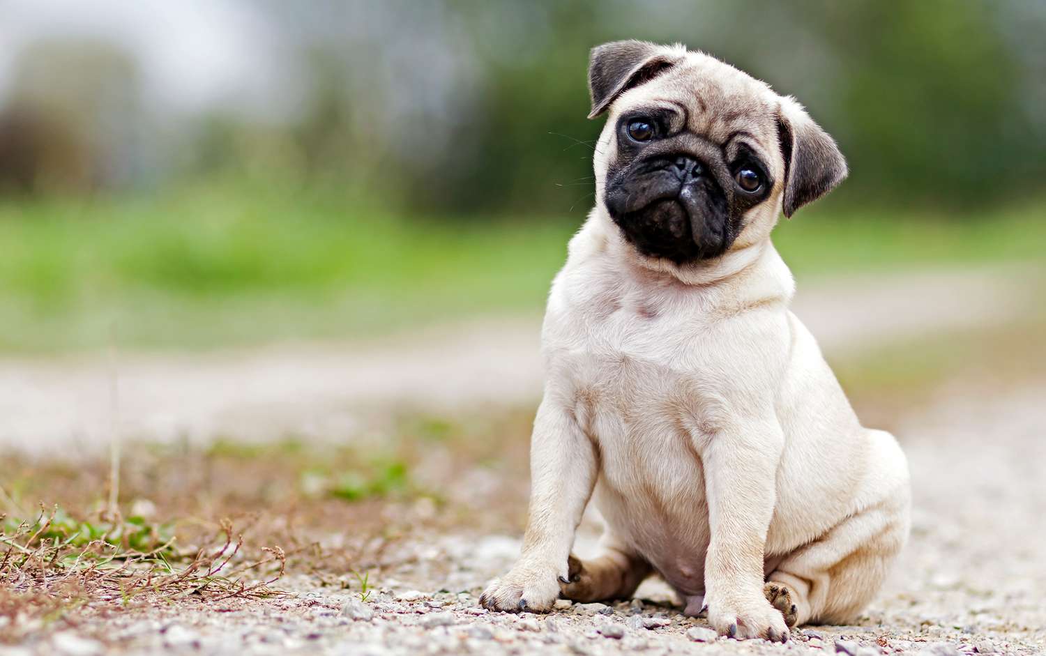 Everything a Pug Owner Needs to Know About Taking Care of Their Dog |  Better Homes & Gardens