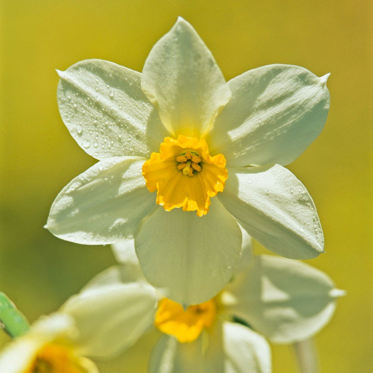 Antique Daffodil White Lady