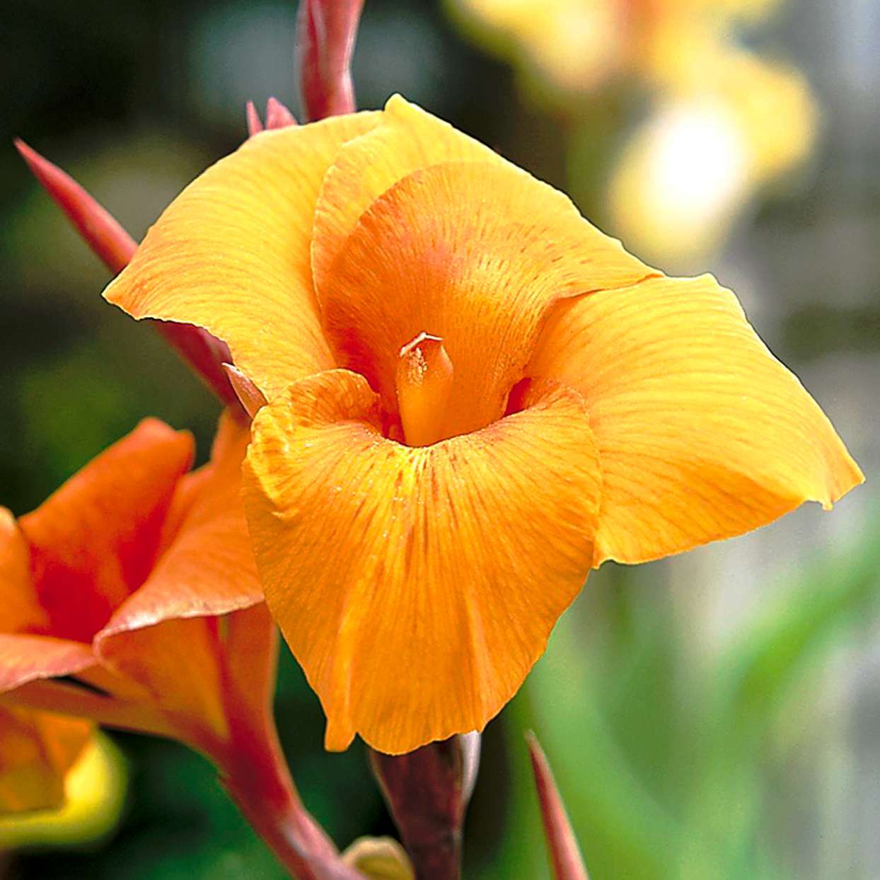 Wyoming canna with ginger-orange petals