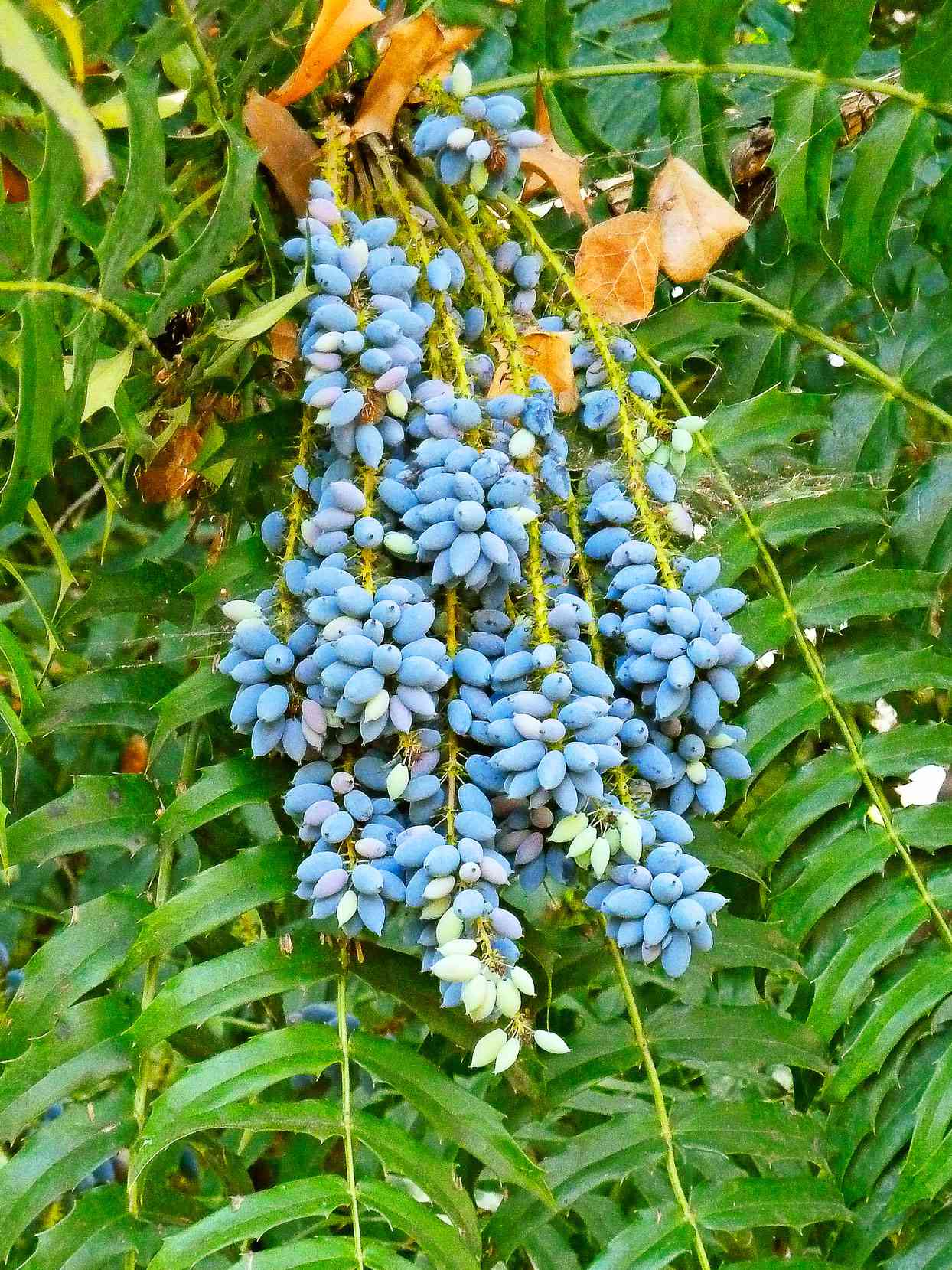Chinese grape holly Mahonia lomariifolia