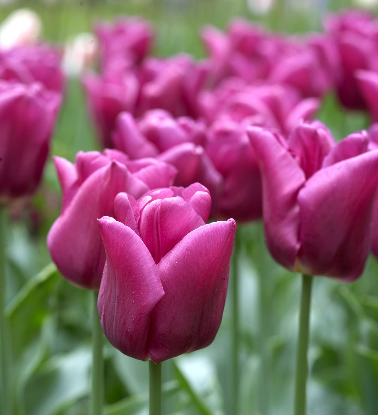 Tulipa Passionale 'Triumph Tulip'