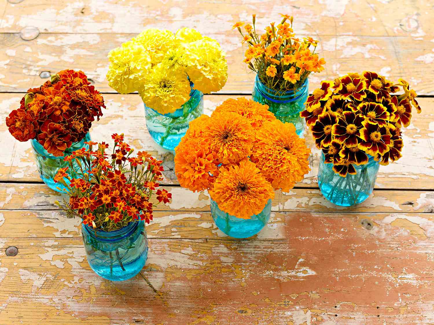 marigolds in glass vases
