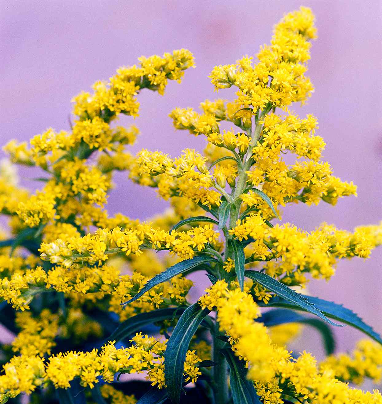 yellow goldenrod blooms