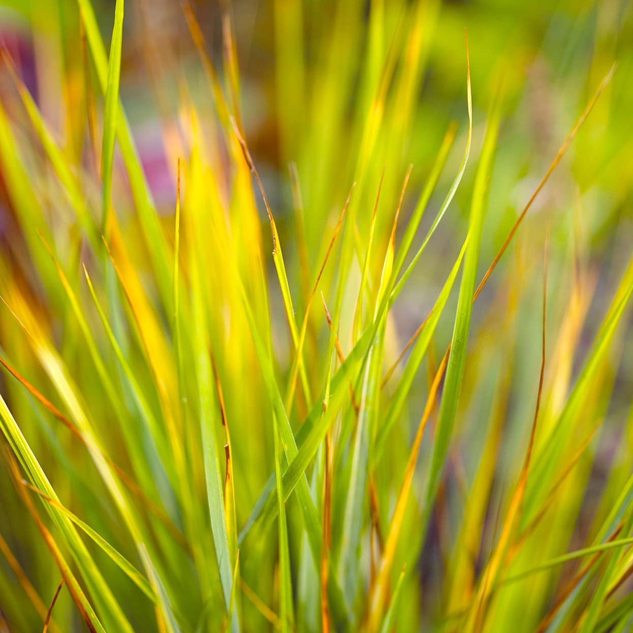 'Overdam' Feather Reed Grass