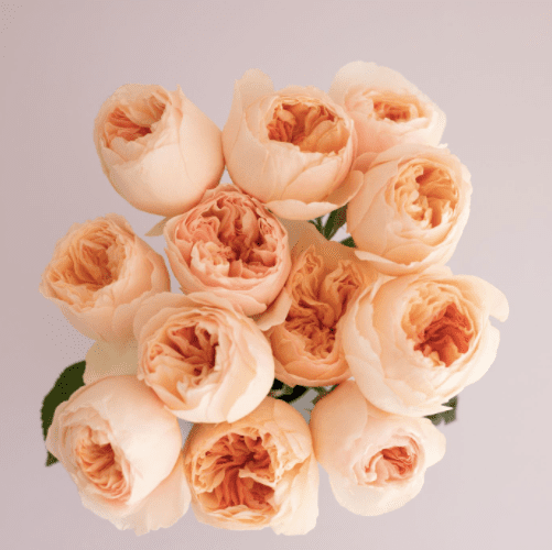 a dozen peach roses