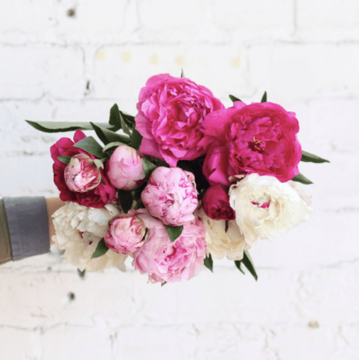 hand holding a dozen peonies in pink and white