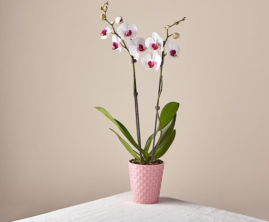 white and pink orchid in a pink pot