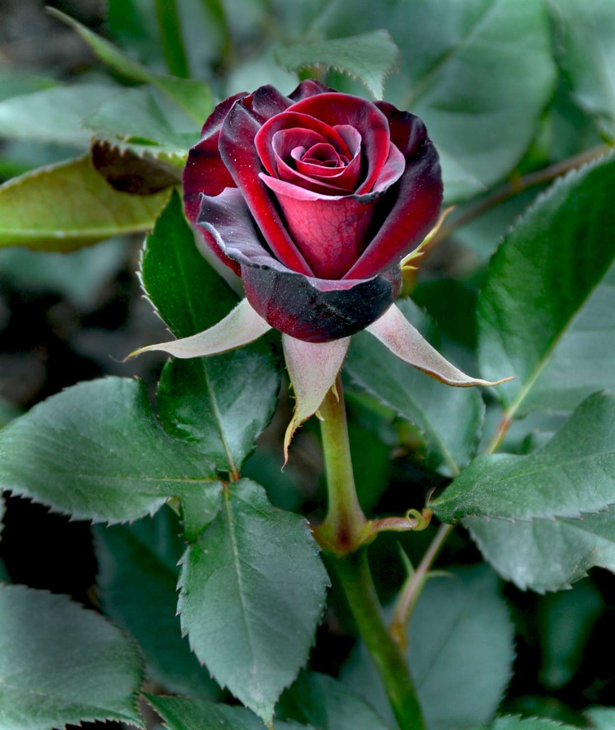 Black Bacccara Rose