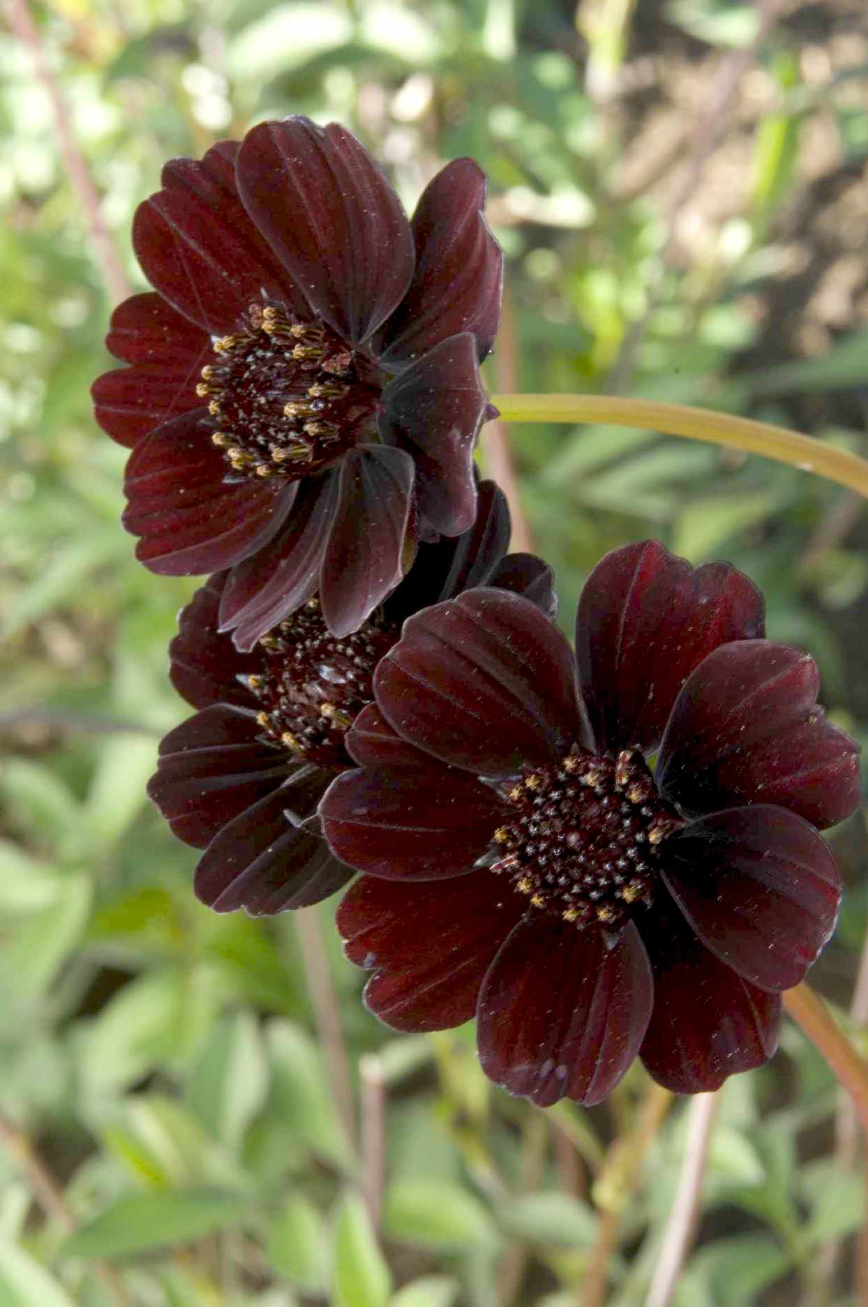 Chocolate Cosmos flowers in a garden