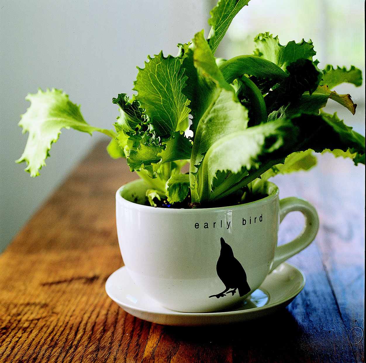 mug planter plant coffee cup