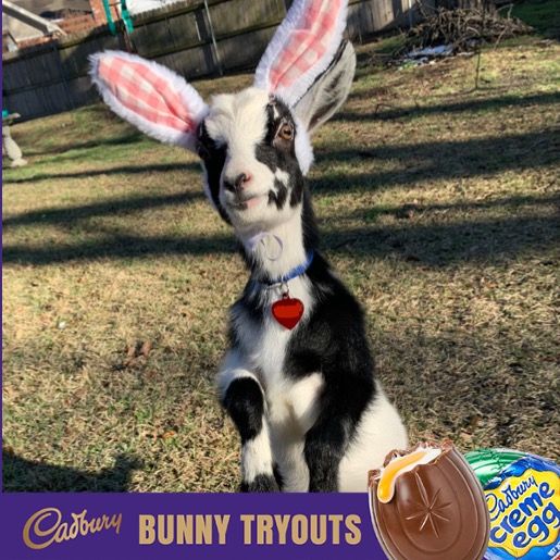 goat wearing bunny ears