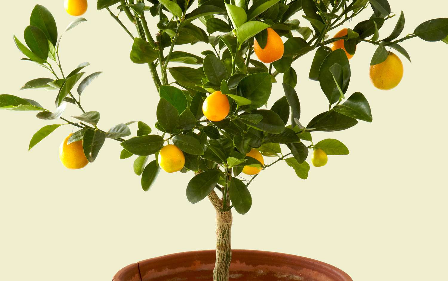 Meyer Lemon Tree in Clay Pot