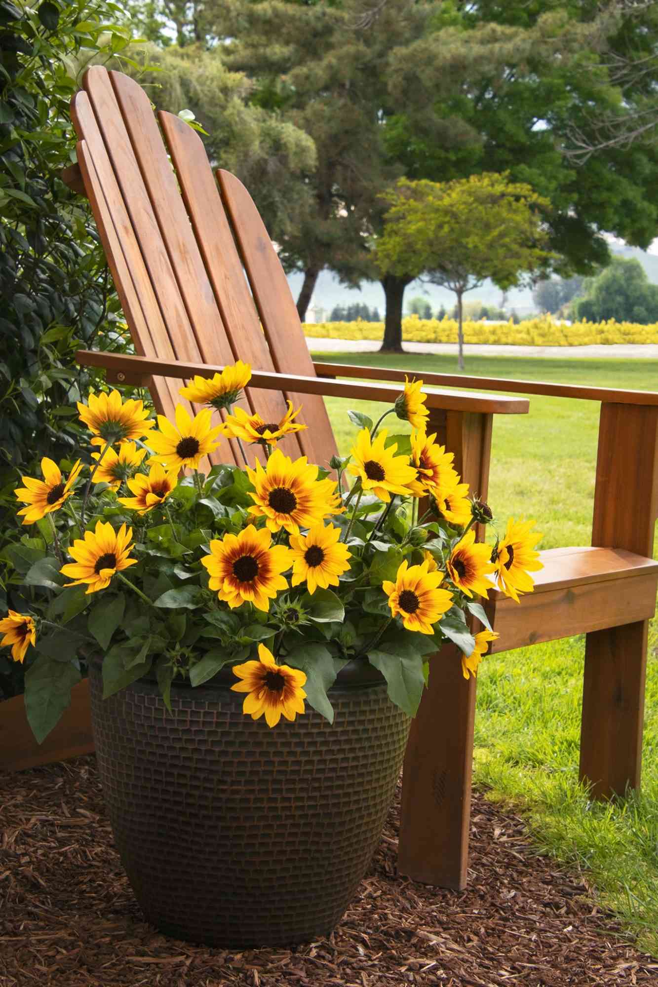 sunflowers in a pot next to a wooden adirondack chair