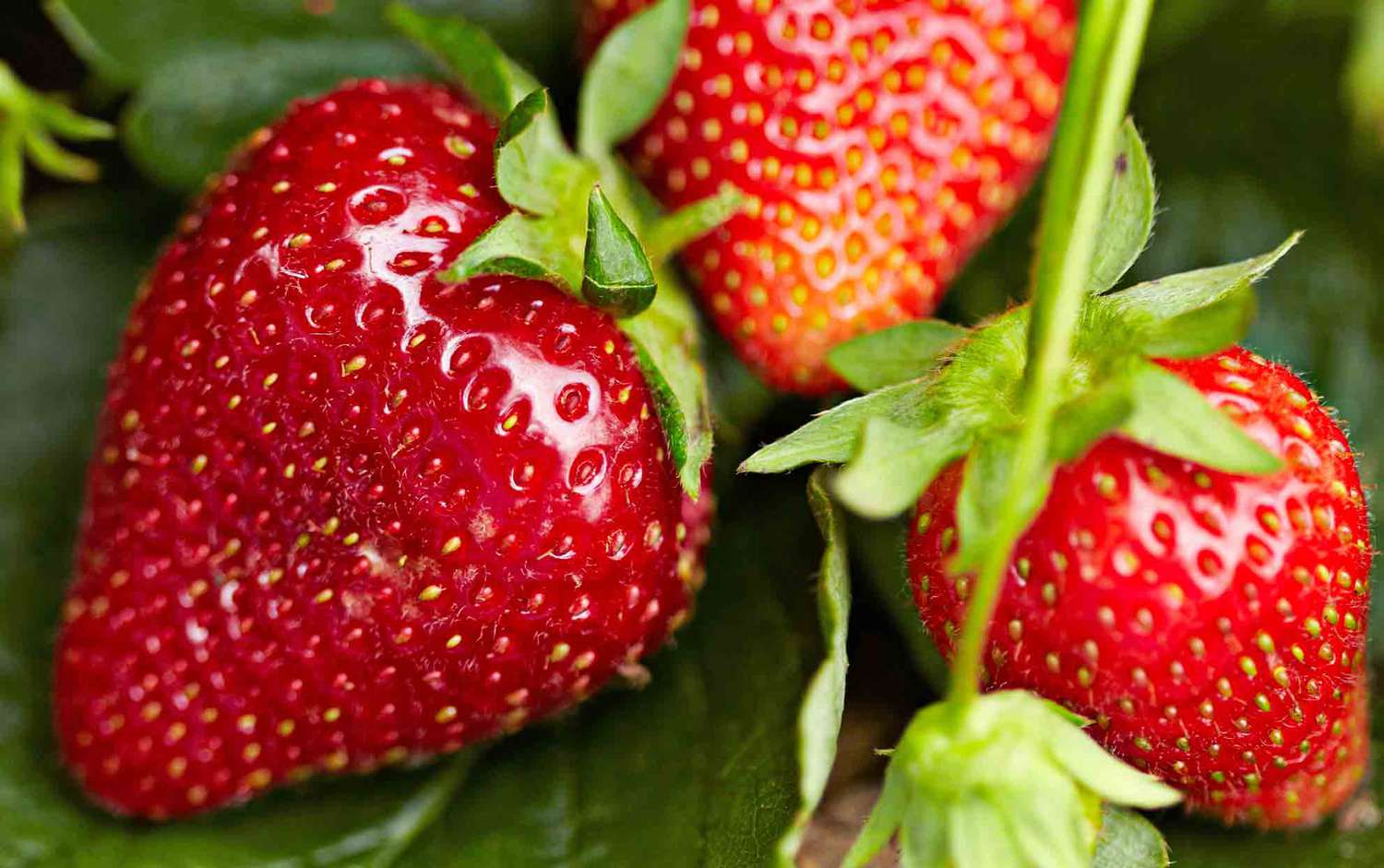 close up of strawberries on the vine