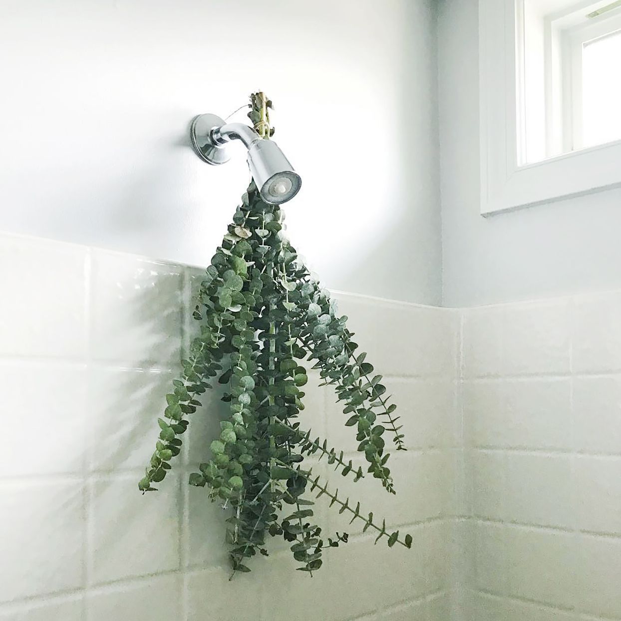 eucalyptus shower bundle