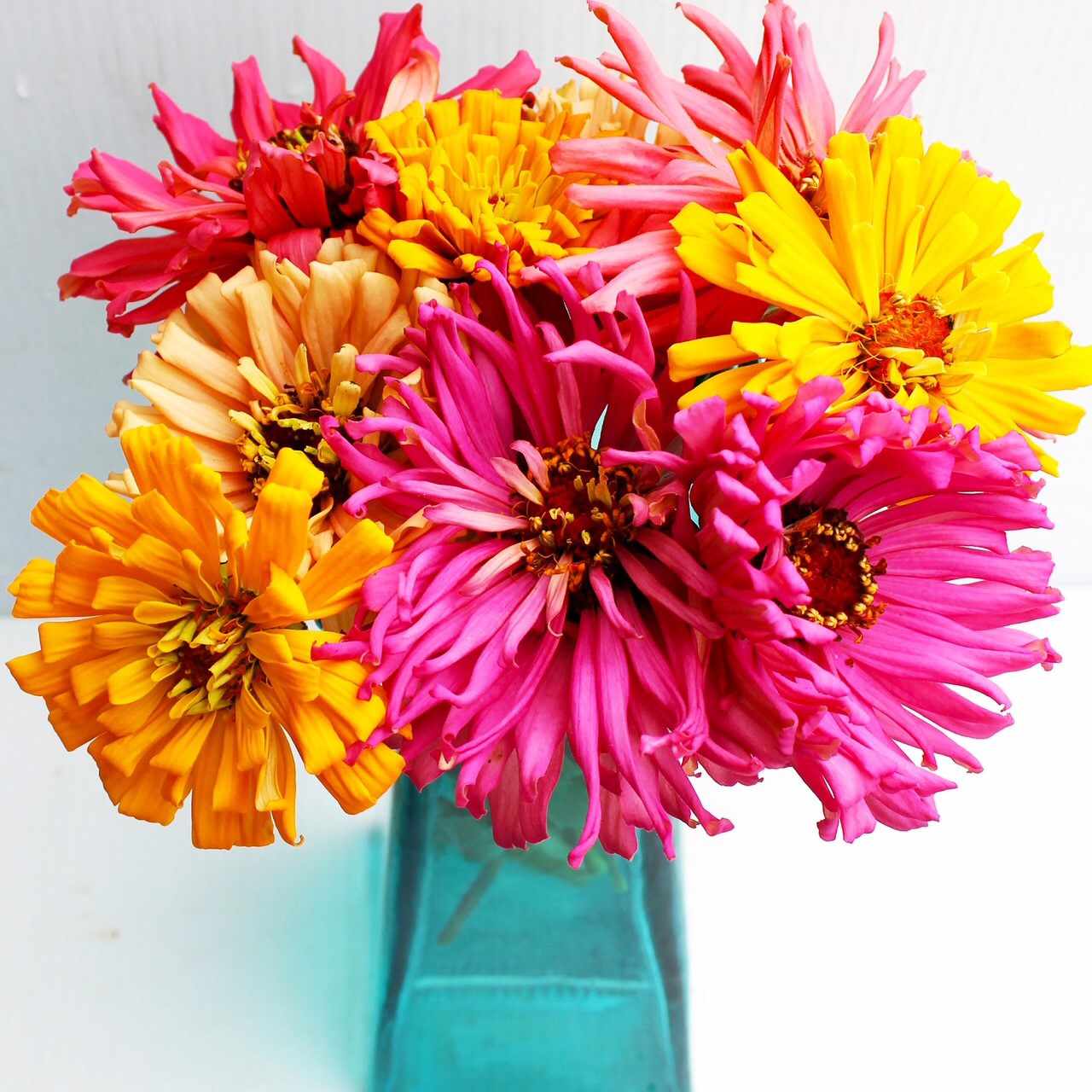 cactus-flowered zinnias in a glass vase