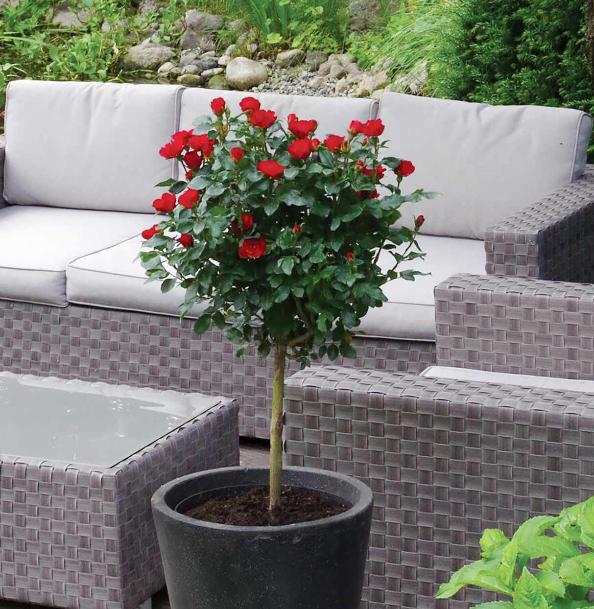 petite knock out red rose tree in black pot in patio sofa area