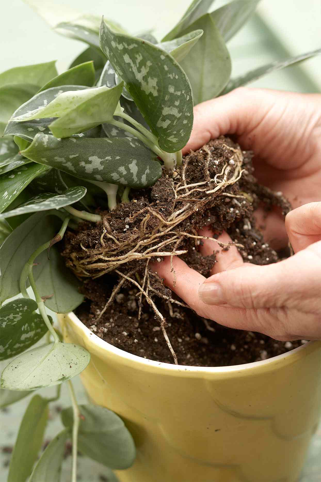 lifting root ball of houseplant up