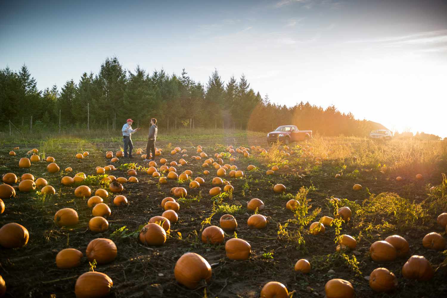 men talking pumpkin field