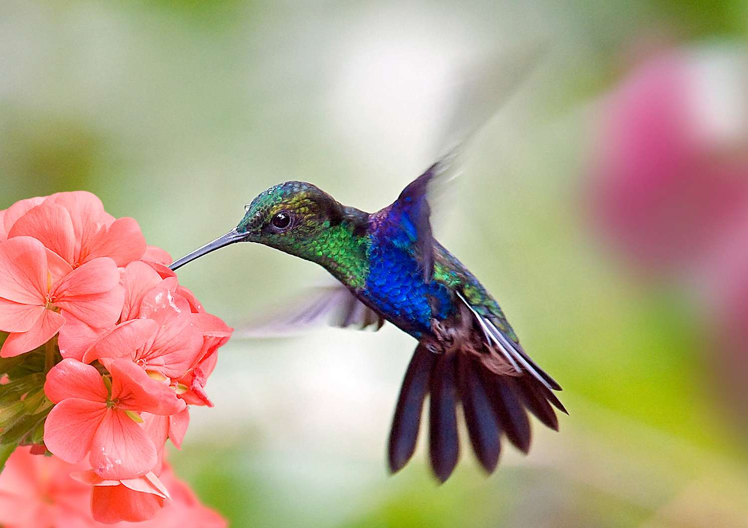 colorful hummingbird and pink flower
