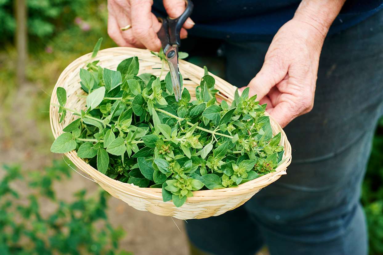 person holding scissors and basket of cut herbs in garden