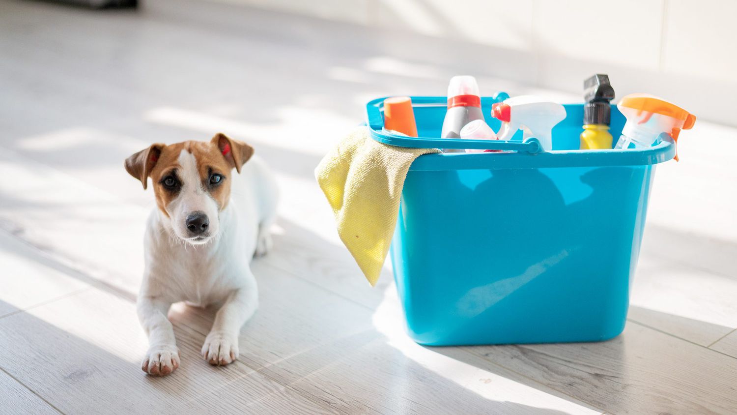 A puppy dog lies next to a blue bucket of cleaning products in the kitchen