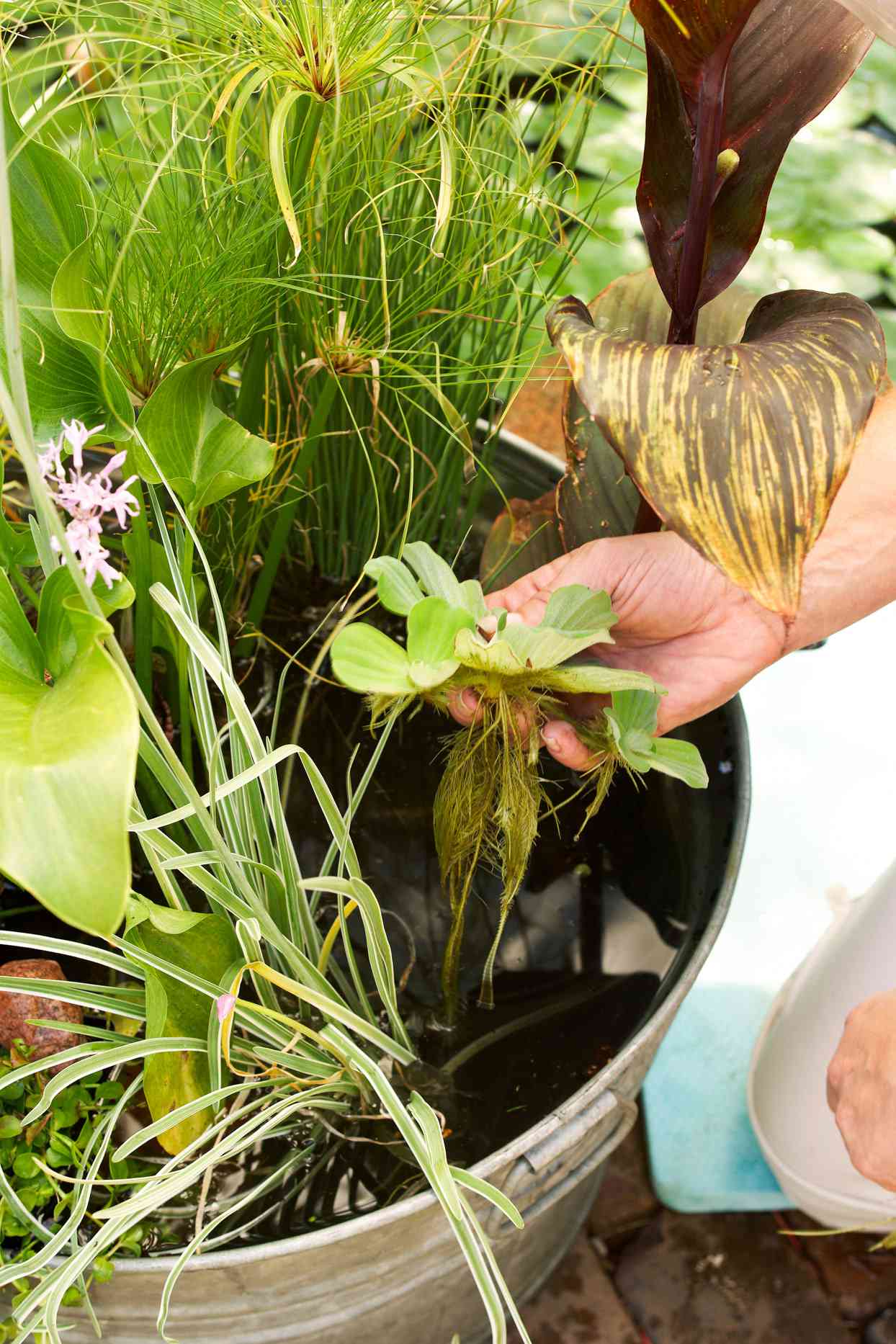 adding floating plants to container water garden
