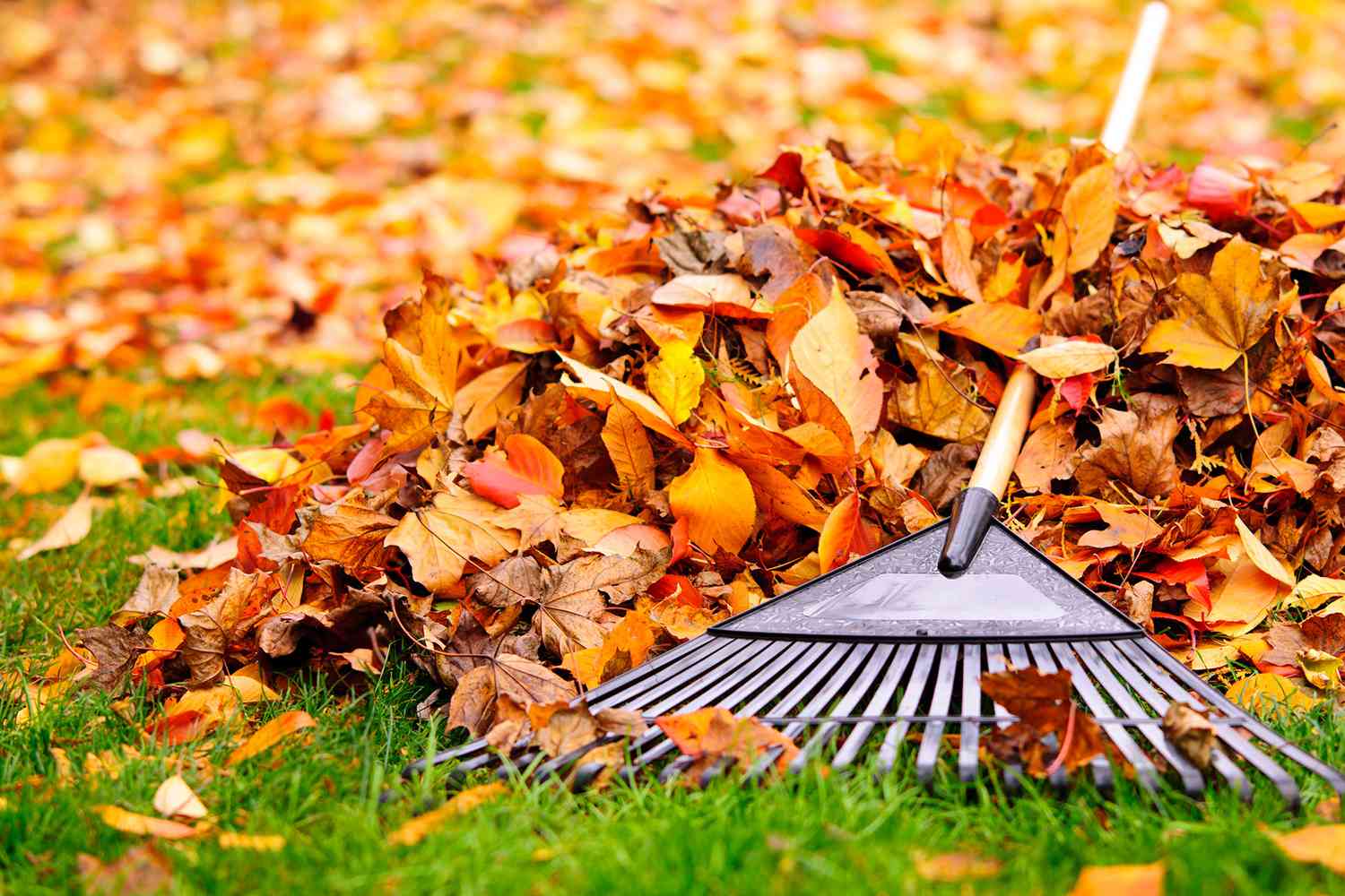 pile of orange, red and yellow fall leaves in front yard with garden rake