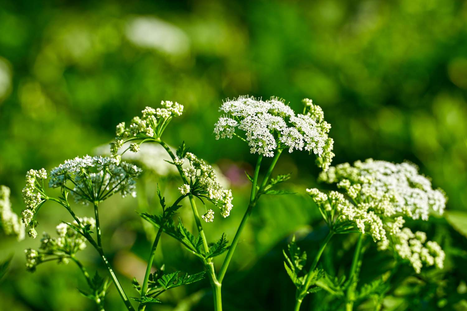 photo of poison hemlock or Conium maculatum plant with small white flowers