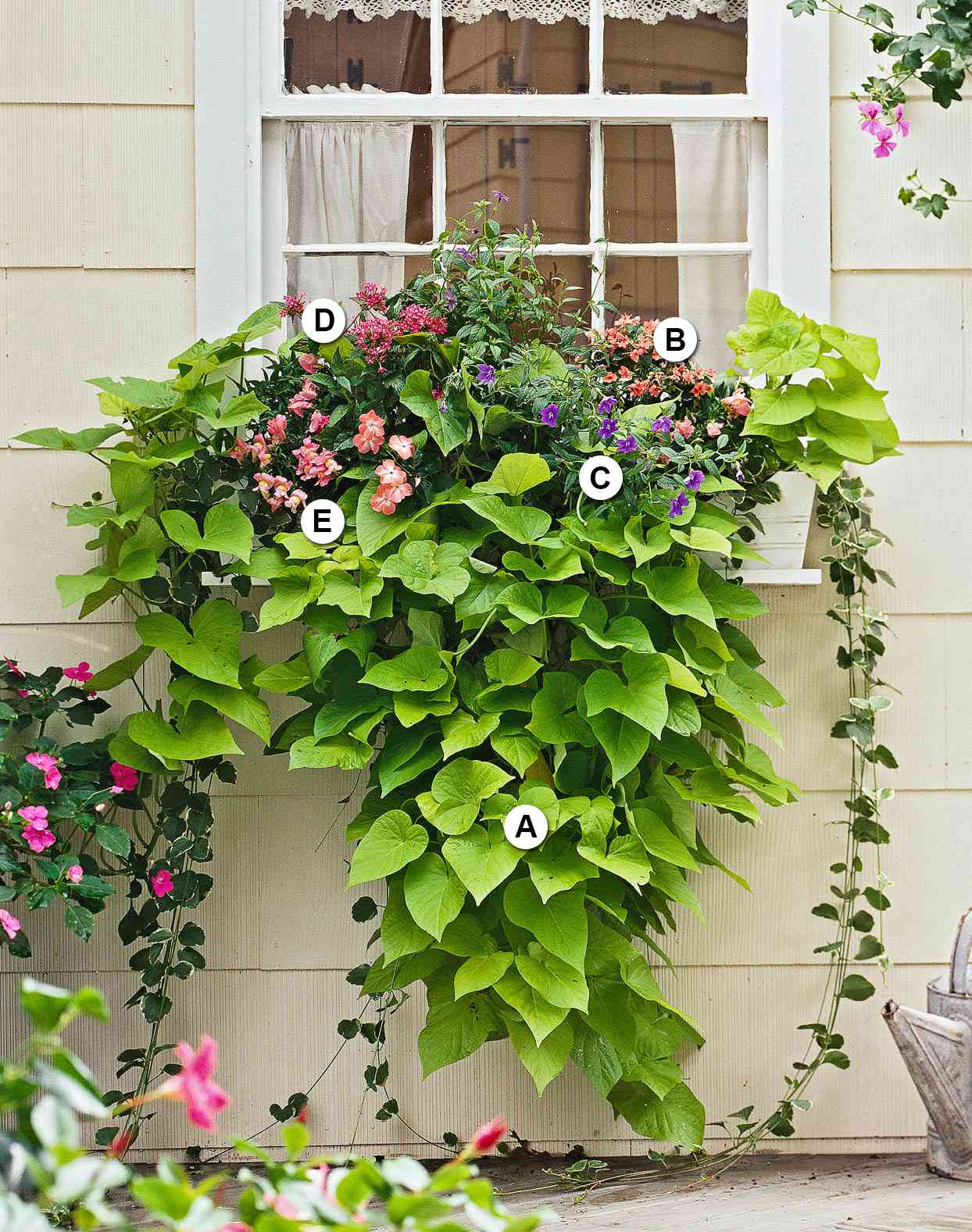 variety of plants in white window planter letters