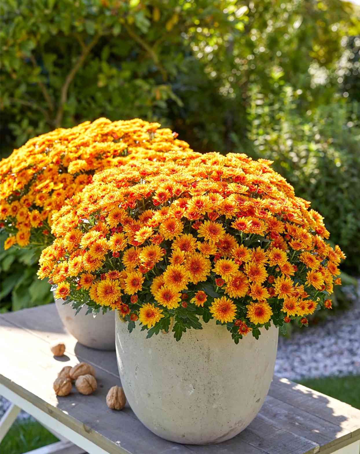 lively bicolor mums in concrete planters