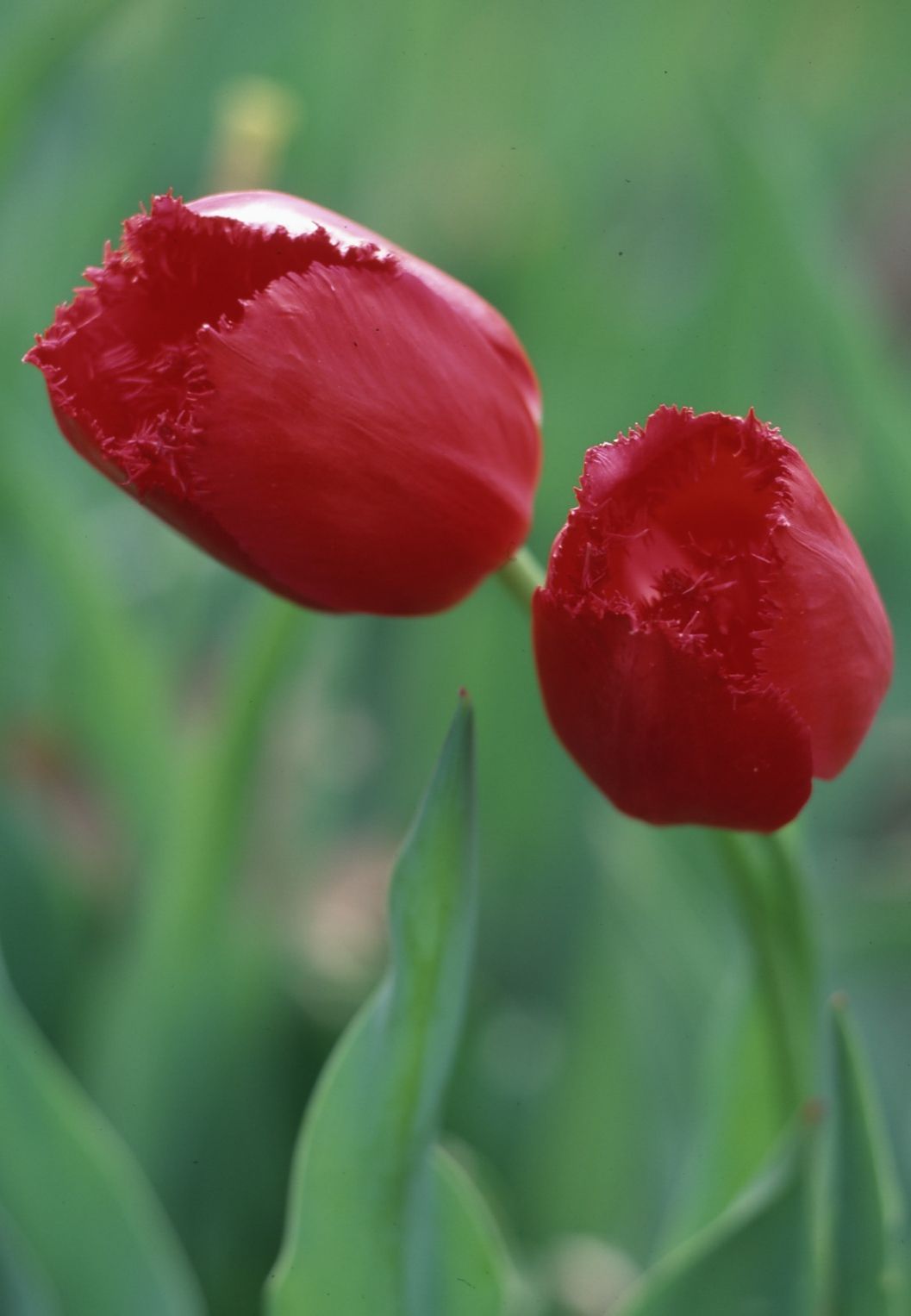 Burgundy Lace red tulip