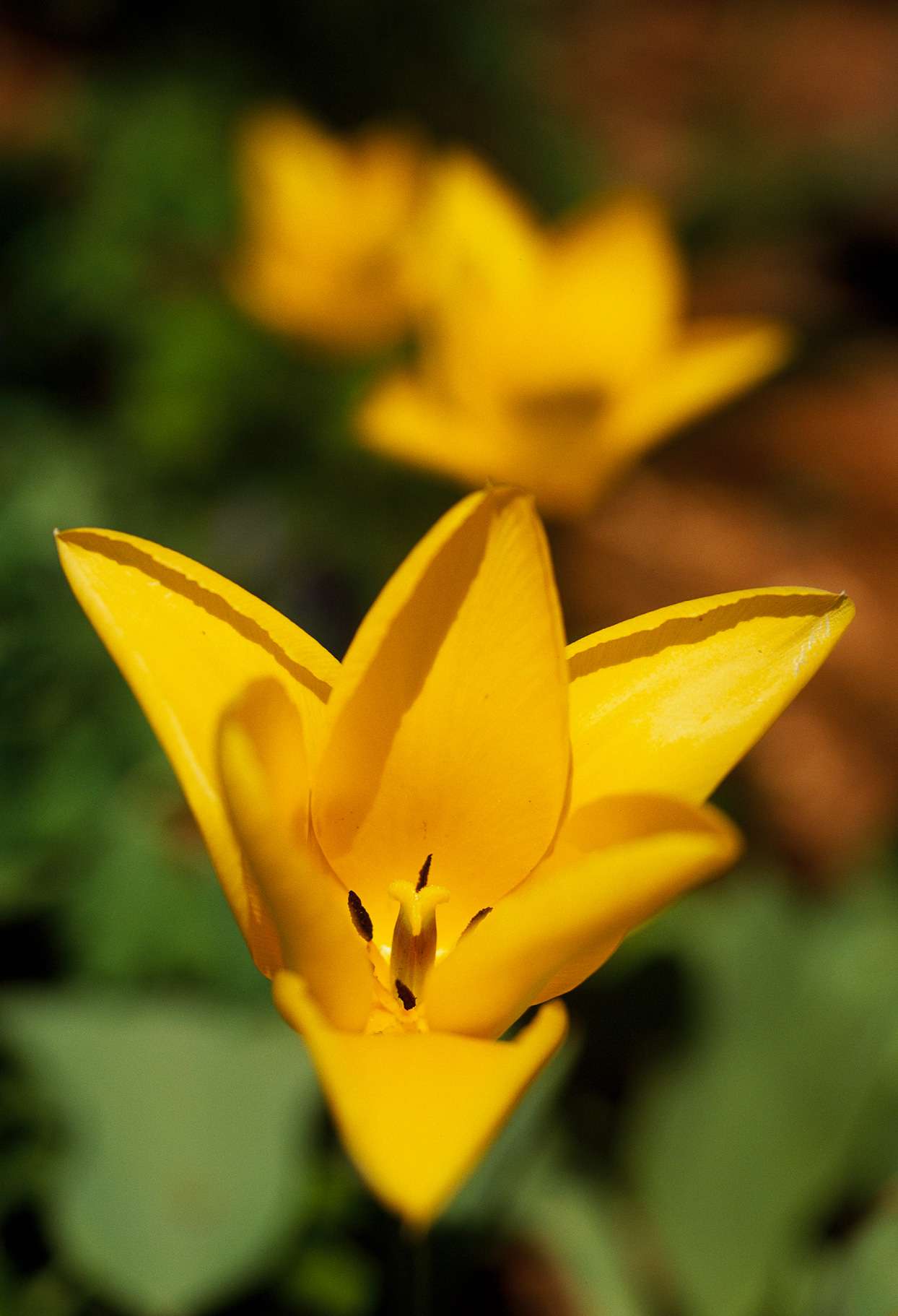Tulipa kolpakowskiana yellow tulip
