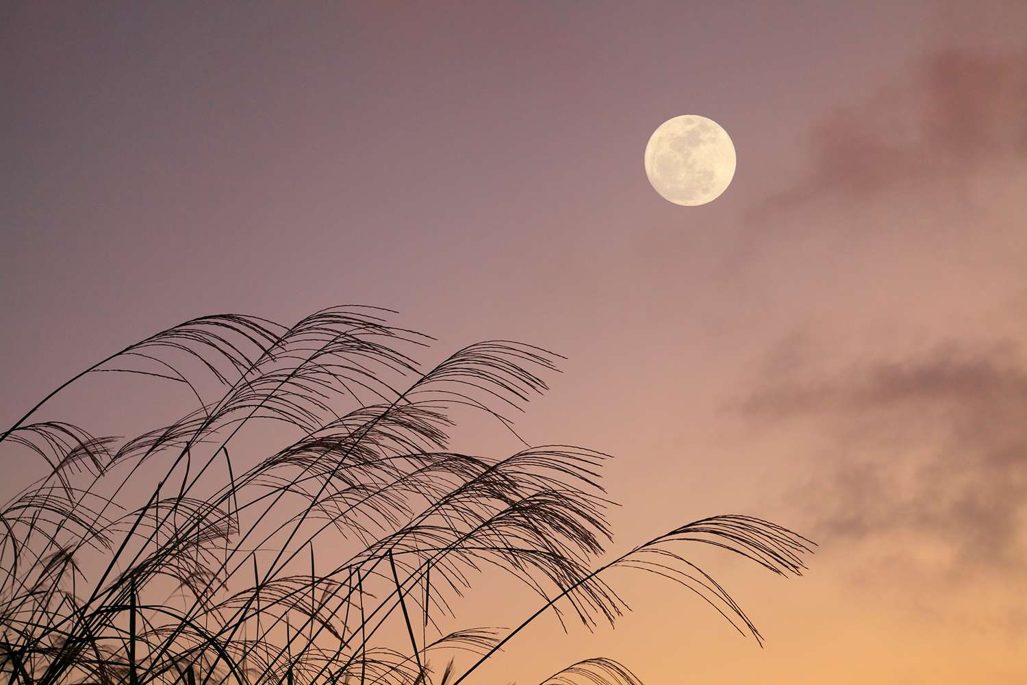 Full moon and silver grass