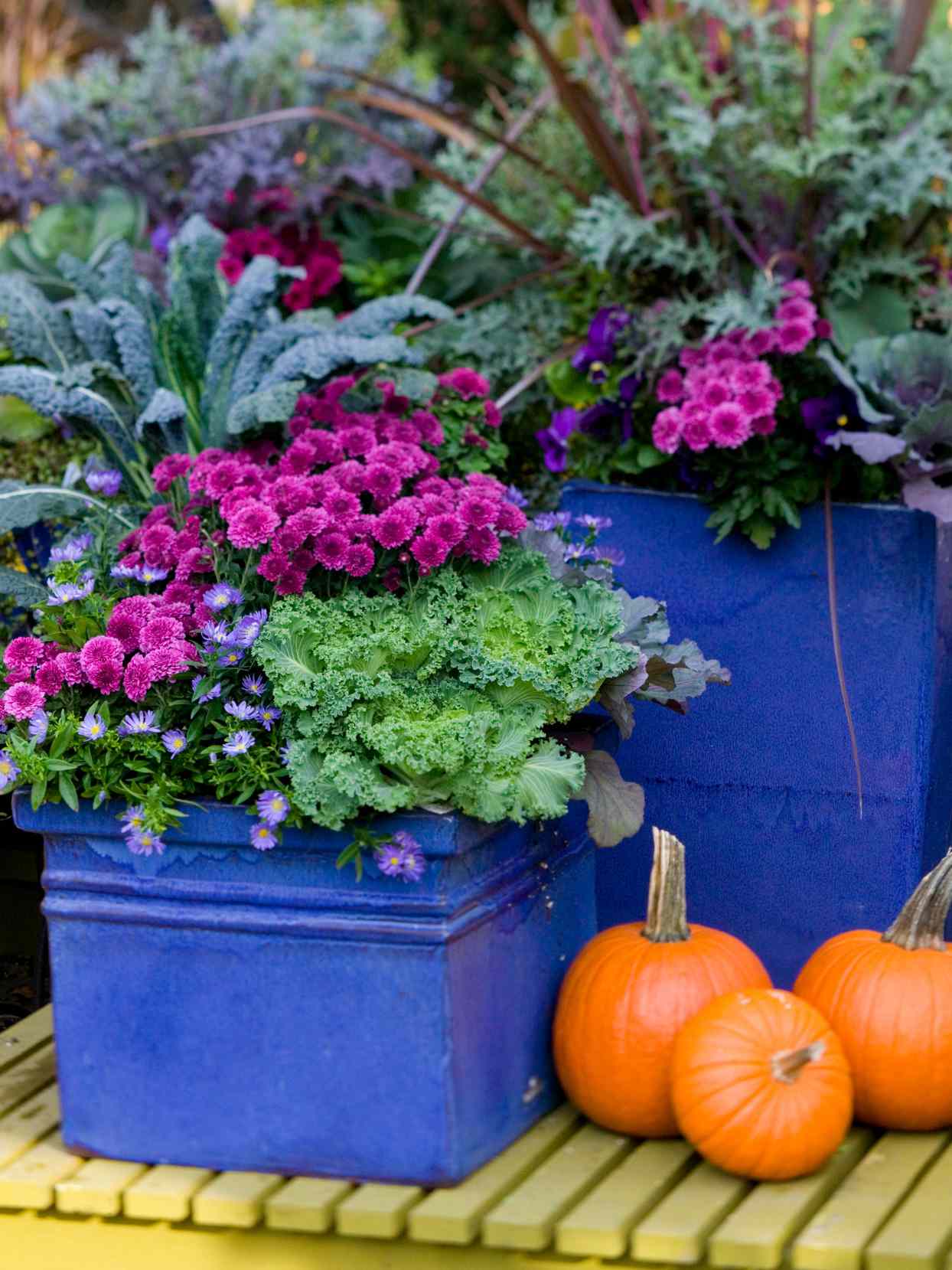 colorful fall container garden