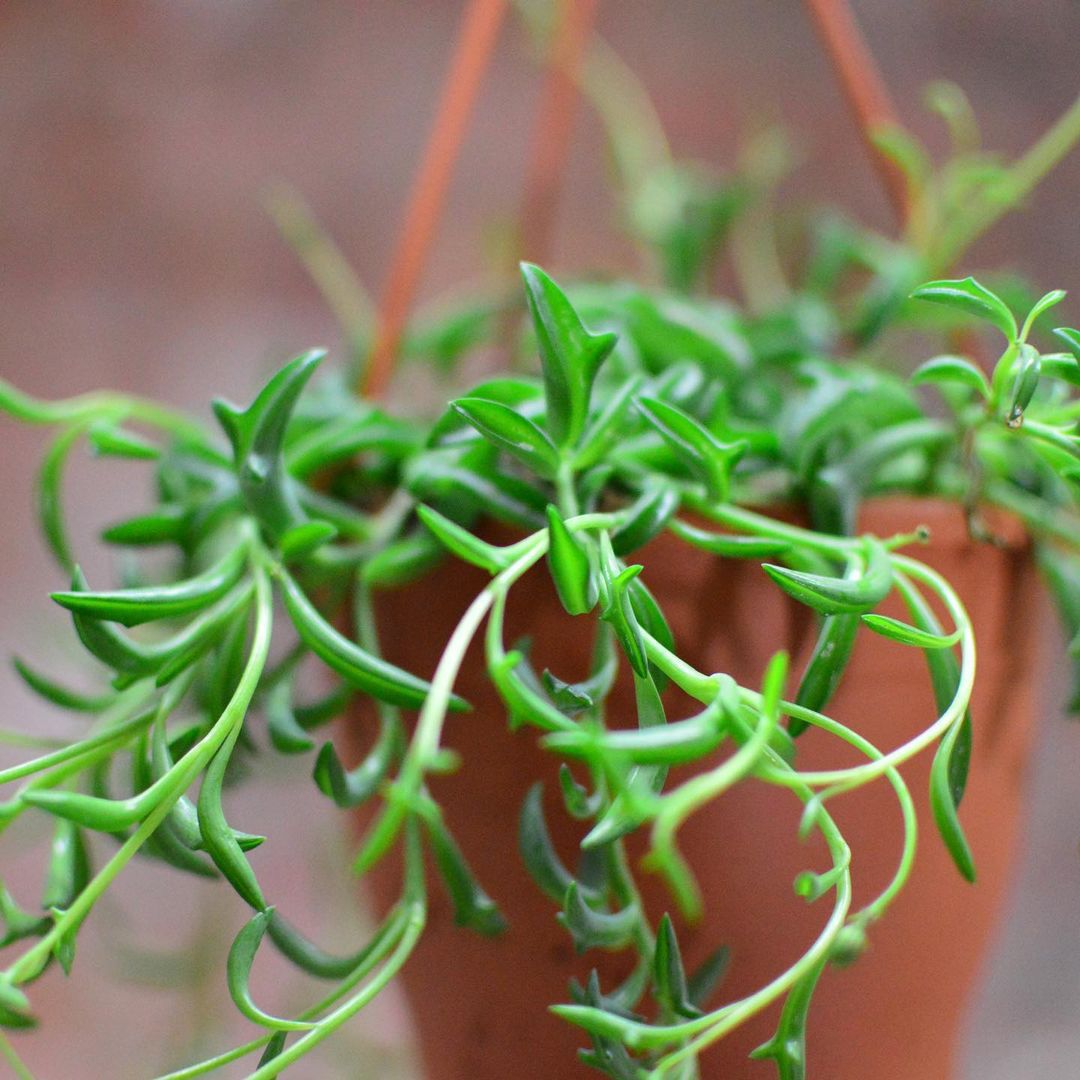 string of succulents plant